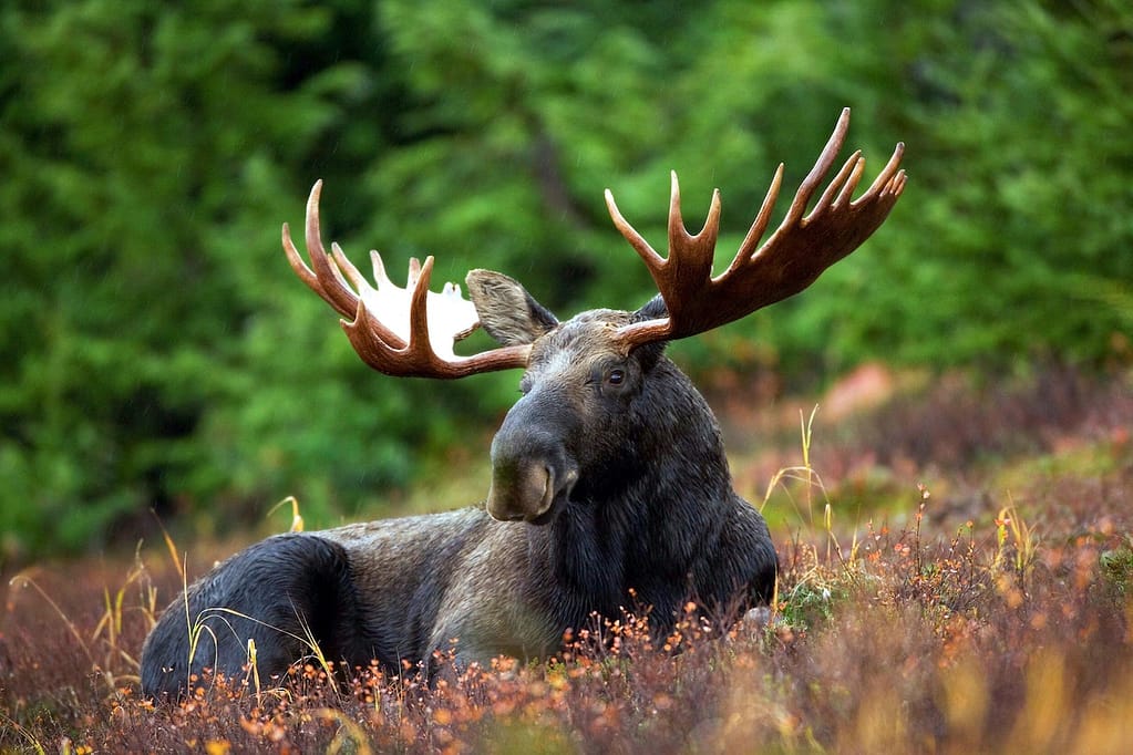 things to do in maine - moose watching