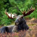 things to do in maine - moose watching
